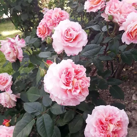 Daire Paradiesli Am Hochrhein