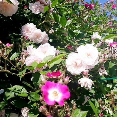 Paradiesli Am Hochrhein Daire Rheinfelden (Baden)