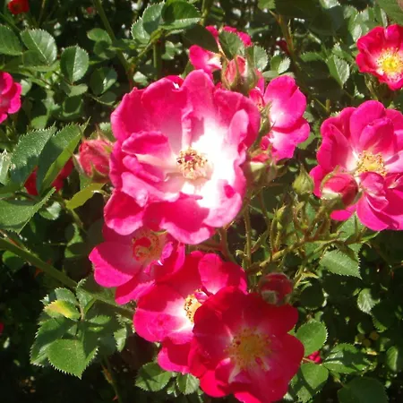 Paradiesli Am Hochrhein *