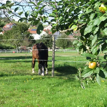 Daire Paradiesli Am Hochrhein