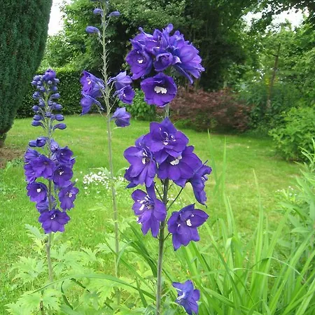 Paradiesli Am Hochrhein * Rheinfelden (Baden)