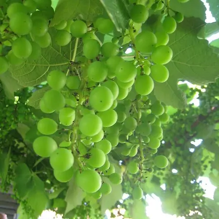 Daire Paradiesli Am Hochrhein