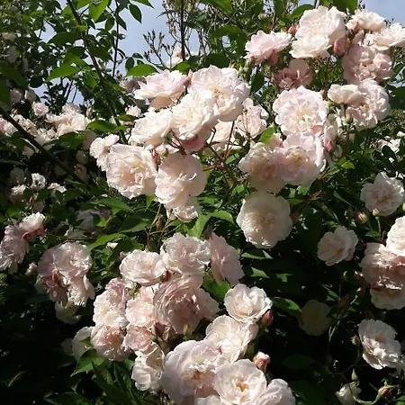 Daire Paradiesli Am Hochrhein